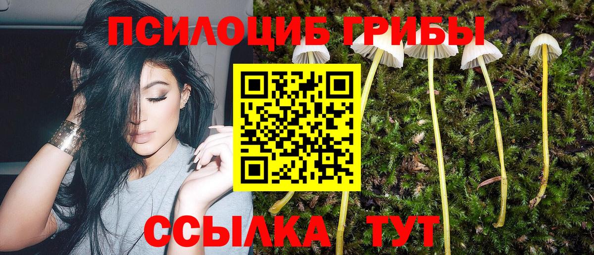 Псилоцибиновые грибы Psilocybe Карпинск